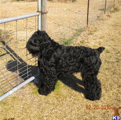 Black Russian Terrier Puppies for Sale